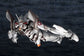 Godzilla vs. Evangelion EVA-01 Test Type (Mechagodzilla Ver.) Model Kit (Reissue)