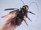Robox Animation RB-P-02 Guangdong Cockroach Cantonese Heavy Utility Vehicles Plastic Model Kit (Pre-Order)