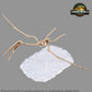 Jurassic World Rebirth Plannosaurus Quetzalcoatlus Model Kit