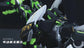 Seven Deadly Sins SIN-04 Envy 1/10 Scale Model Kit