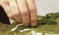 SCENIC GLUE 8 OZ