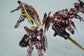 RG OO Raiser Trans-Am mode (Water Decal)